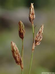 Attēlu rezultāti vaicājumam “Carex capillaris fruit”
