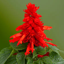Image result for Salvia splendens