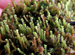 Attēlu rezultāti vaicājumam “Odontoschisma denudatum cells”