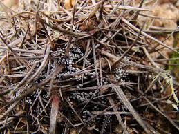 Attēlu rezultāti vaicājumam “Badhamia melanospora”