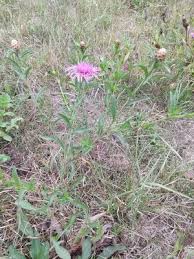 Attēlu rezultāti vaicājumam “Centaurea jacea fruit”