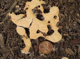 Attēlu rezultāti vaicājumam “Fuligo cinerea spores”