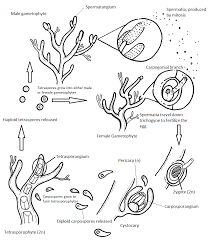 Attēlu rezultāti vaicājumam “Rhodophyta”