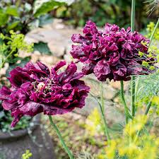 Image result for Papaver somniferum Black