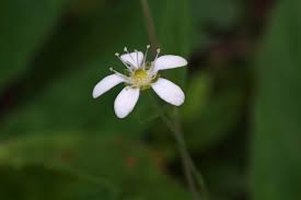 Attēlu rezultāti vaicājumam “Moehringia lateriflora flower”