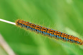 Attēlu rezultāti vaicājumam “Malacosoma castrensis”