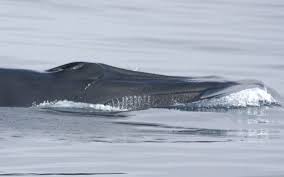 Image result for Balaenoptera physalus