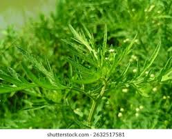 Attēlu rezultāti vaicājumam “Ambrosia artemisiifolia bud”