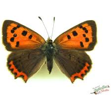 Attēlu rezultāti vaicājumam “Lycaena phlaeas female”