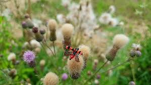 Attēlu rezultāti vaicājumam “Trichodes apiarius”