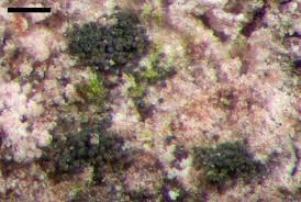 Attēlu rezultāti vaicājumam “Thelopsis rubella”