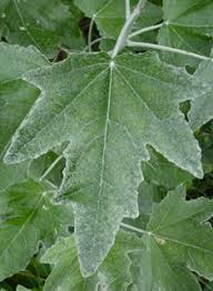 Attēlu rezultāti vaicājumam “Populus x petrowskyana leaf”