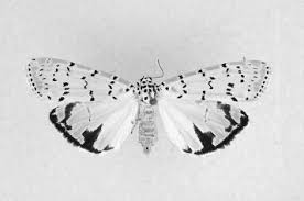 Attēlu rezultāti vaicājumam “Lymantriidae”