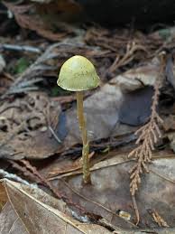 Attēlu rezultāti vaicājumam “Protostropharia alcis”