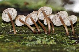 Attēlu rezultāti vaicājumam “Mycena belliarum”