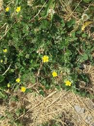 Attēlu rezultāti vaicājumam “Potentilla argentea fruit”