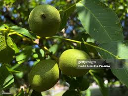 Attēlu rezultāti vaicājumam “Juglans regia fruit”