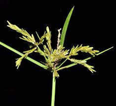 Attēlu rezultāti vaicājumam “Cyperaceae”