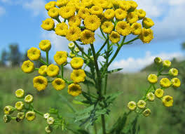 Attēlu rezultāti vaicājumam “Tanacetum vulgare flower”