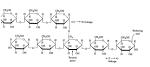Purification of salivary alpha amylase