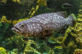Image result for Epinephelus andersoni