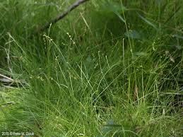 Attēlu rezultāti vaicājumam “Carex disperma”