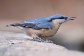 Attēlu rezultāti vaicājumam “Sitta europaea male”