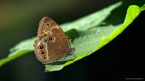 Attēlu rezultāti vaicājumam “Lopinga achine underside”