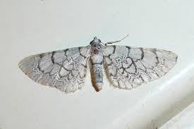 Attēlu rezultāti vaicājumam “Eupithecia venosata”