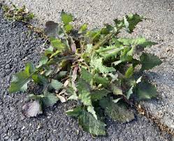 Attēlu rezultāti vaicājumam “Sonchus oleraceus leaf”