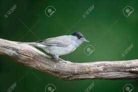 Attēlu rezultāti vaicājumam “Sylvia atricapilla male”