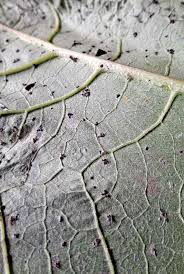 Attēlu rezultāti vaicājumam “Didymium tussilaginis macro”