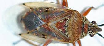 Attēlu rezultāti vaicājumam “Kleidocerys resedae imago”