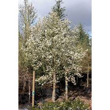 Attēlu rezultāti vaicājumam “Magnolia kobus”