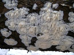 Attēlu rezultāti vaicājumam “Basidioradulum radula”