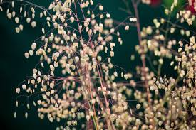 Attēlu rezultāti vaicājumam “Briza media flower”