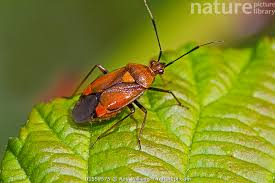 Attēlu rezultāti vaicājumam “Deraeocoris ruber”