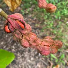 Attēlu rezultāti vaicājumam “Magnolia acuminata fruit”
