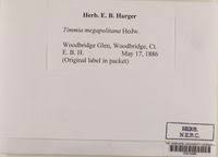 Attēlu rezultāti vaicājumam “Timmia megapolitana”