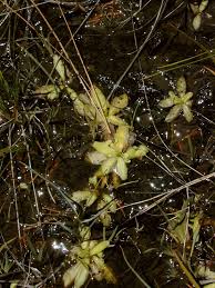 Attēlu rezultāti vaicājumam “Pinguicula vulgaris”