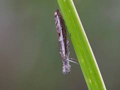 Attēlu rezultāti vaicājumam “Platytes alpinella”