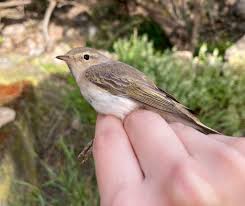 Image result for Phylloscopus orientalis