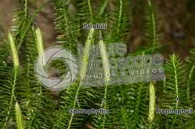 Attēlu rezultāti vaicājumam “Lycopodium annotinum”