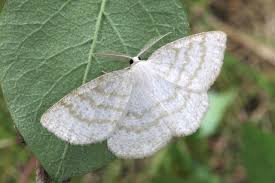 Attēlu rezultāti vaicājumam “Cabera exanthemata male”