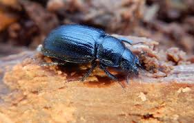 Attēlu rezultāti vaicājumam “Ceruchus chrysomelinus”