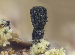 Attēlu rezultāti vaicājumam “Microcalicium disseminatum”