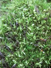 Attēlu rezultāti vaicājumam “Campylopus pyriformis”