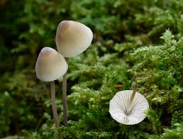Attēlu rezultāti vaicājumam “Mycena filopes”
