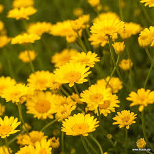 Image result for Färberkamille