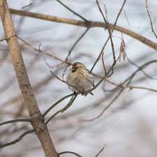 Attēlu rezultāti vaicājumam “Carduelis flammea female”